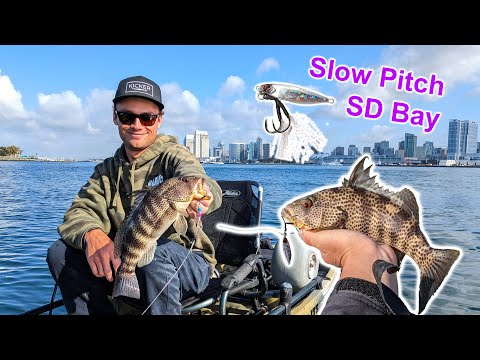 Fish on nearly EVERY CAST in San Diego Bay