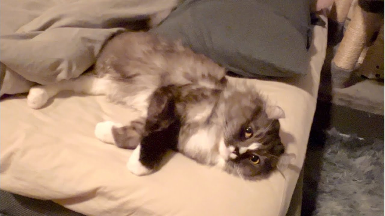 添い寝待ちな猫