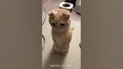 Watch the video about Funny cats 🤣😹 episode 81#cat #meow #shortvideo