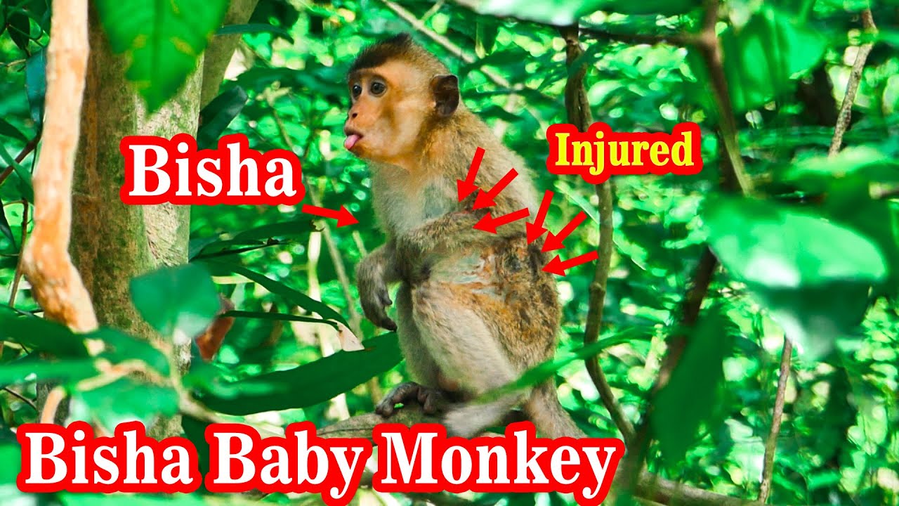 OMG!...Bisha baby monkey serious injuries . What happen? - YouTube