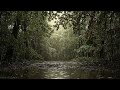 Dark Screen Forest Rain: Soothing Nature Sounds for Sleep