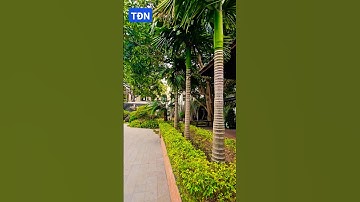 Phân biệt cây Cau Cao và Cây Cau Lùn #tamdaonui