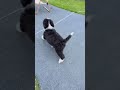 💓💓💓 #DogCareTips#DogLovers#shorts#short#goviral