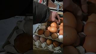 яйца как из пулимета #яйцо #деревенскаяжизнь #юмор #бараны #деревня #курица #несушки #бизнес