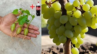 How to grow grapes by using the Coca-Cola