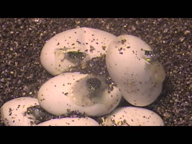 Curated visual reference: Gallery Detail: Eastern Kingsnake Eggs Kingsnakes Of Florida
