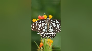 The Butterfly Effect: How Small Actions Change the World | Chaos Theory Explained #learnew #shorts