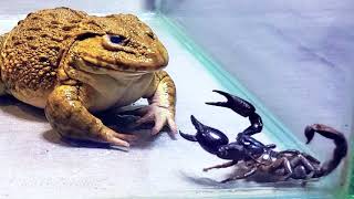 Amazing!! Asian Bullfrog With Big Black Scorpion! Warning Live Feeding screenshot 4