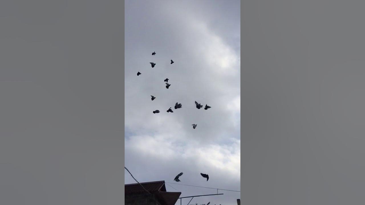 Голуби николаевские белохвостые. Курские голуби видео. Голуби николаевские чубатые. Крс кр яблуновская голуби юры. Рост голубя.