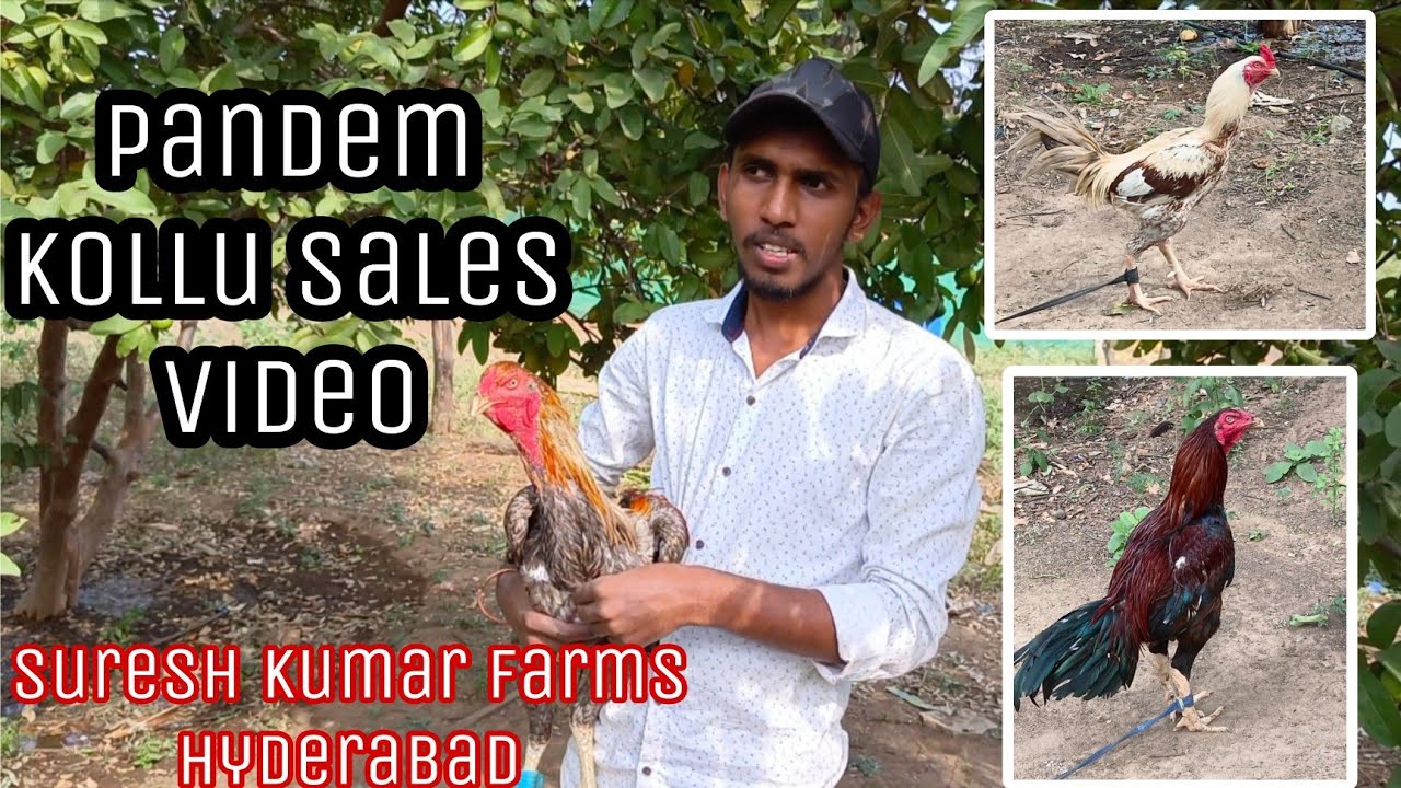 pandem kollu pempakam & sale call:- 9133733105 ||roosters farming||Sangram pandem kollu| slm farms