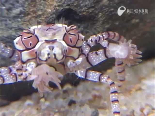 頑張れ キンチャクガニ A Cheerleader No Boxer Crab Youtube