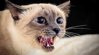 Cat Sound | Cat voice | Cats meowing to attract Kittens by Animal Voice 5,397 views 2 weeks ago 3 minutes, 3 seconds