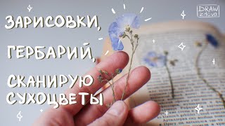 Как сушить цветы и листья 🌼🍃 || Зарисовки и гербарий || Сканирование и оцифровка засушенных цветов