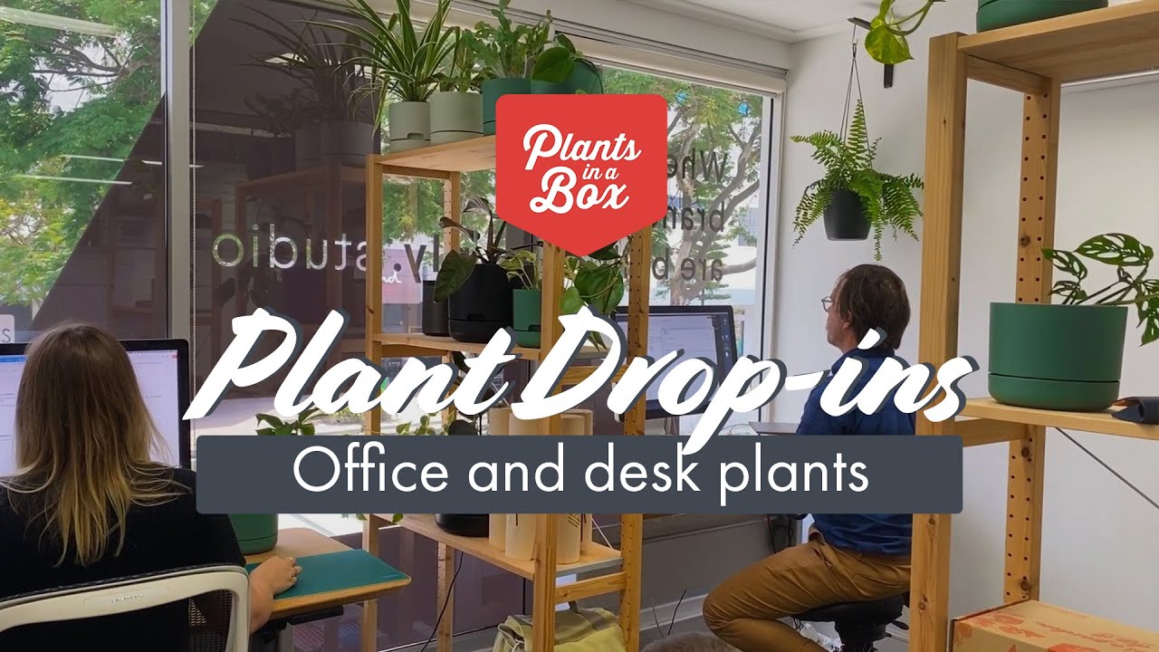 Plant Drop Ins The Best Plants For Your Office Or Desk Youtube