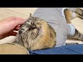 元地域猫が保護されたお家で安心しすぎてこうなりました…