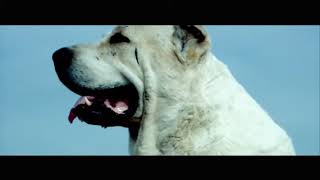 Türkmen Alabay Itleri