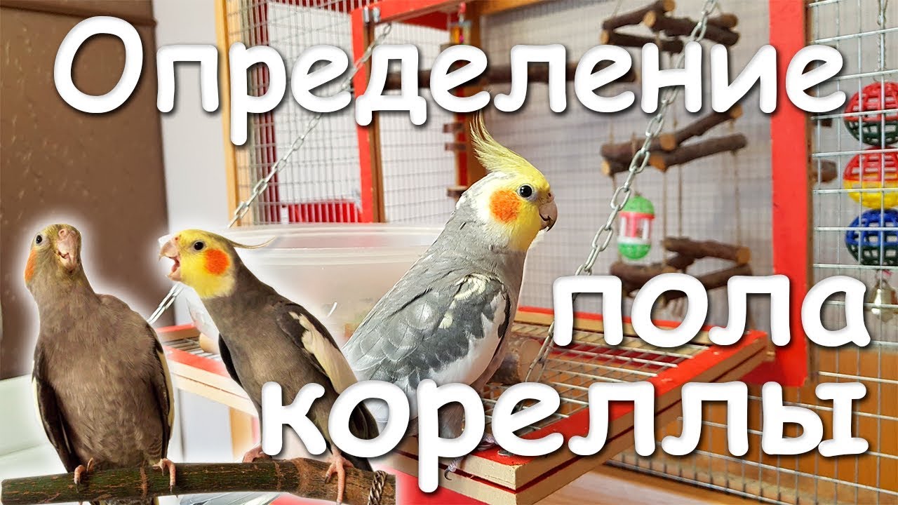 КАК ОПРЕДЕЛИТЬ ПОЛ ПОПУГАЯ КОРЕЛЛЫ-НИМФЫ. Самец или самка? | Рокки Life