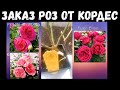 Наш заказ саженцев роз от Кордес.