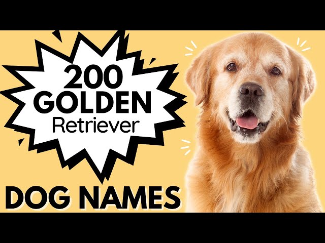 golden retriever names for boys
