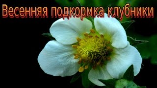 Клубника весной.  Как подкормить клубнику!?  Крапивная вода. Мой опыт!