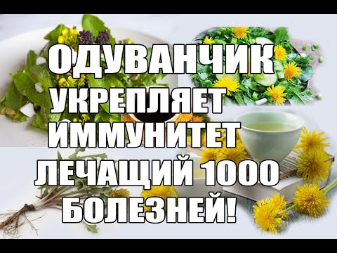 Одуванчик укрепляет иммунитет.Рецепты из одуванчика.Лечащий 1000 болезней.