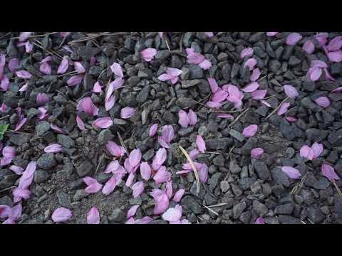 Video: Kirsikkaruokavalio - Valikko, Arvostelut, Tulokset, Vinkit