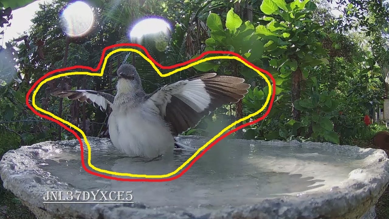 Bird Bath (81) 🦅🚿 YouTube