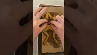 Frog Dissection Part 2