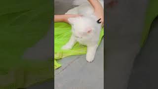 Tension hi Tension #cat #enjoy #funny #cute ₹ 🐈😺 Cat #meet