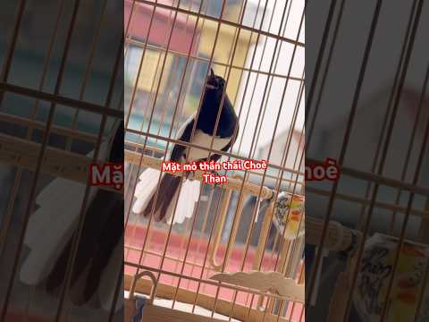 Mặt mỏ thần thái Choè Than