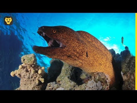 Video: Anguila morena (pez). Morena gigante: foto