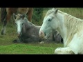 Great britain bodmin moor cornwall