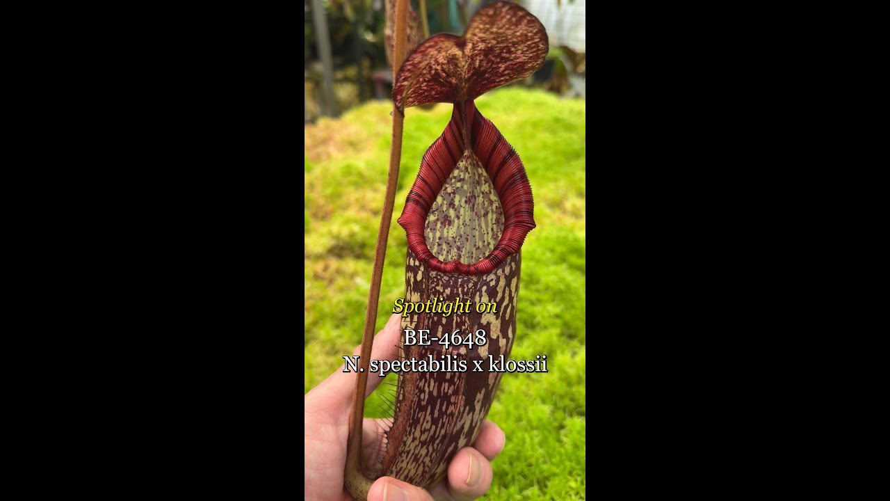 Spotlight on N. spectabilis x klossii | BE-4648 | New Introduction
