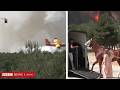 パリ近郊の森で火事、空からも消火　馬は避難