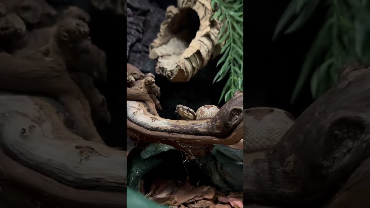 🐍 Можно ли считать змей милыми? 