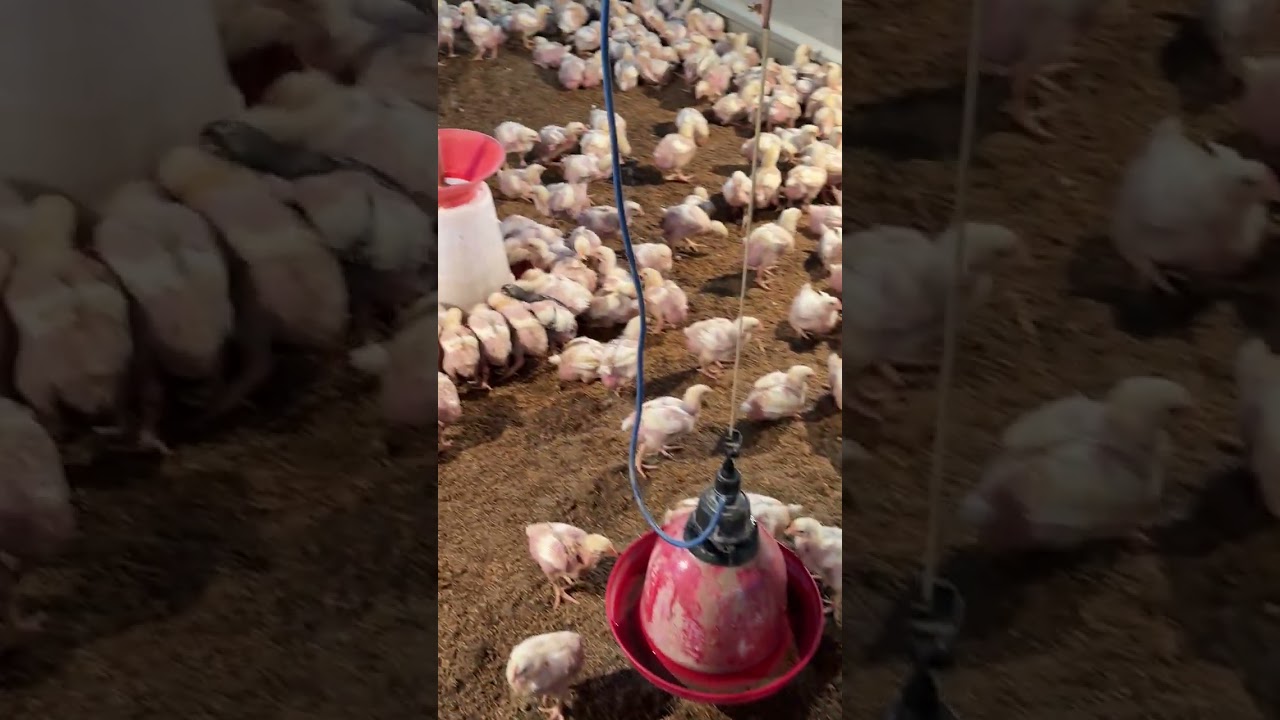 Cute🐥🐣#Experienced#Poultry-Business#Growth#shortvideos 