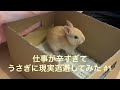 【はじめまして】子ウサギのネザーランドドワーフの赤ちゃんが家に来た瞬間、段ボールの穴から顔出して萌え死んだ  cute rabbit came my home