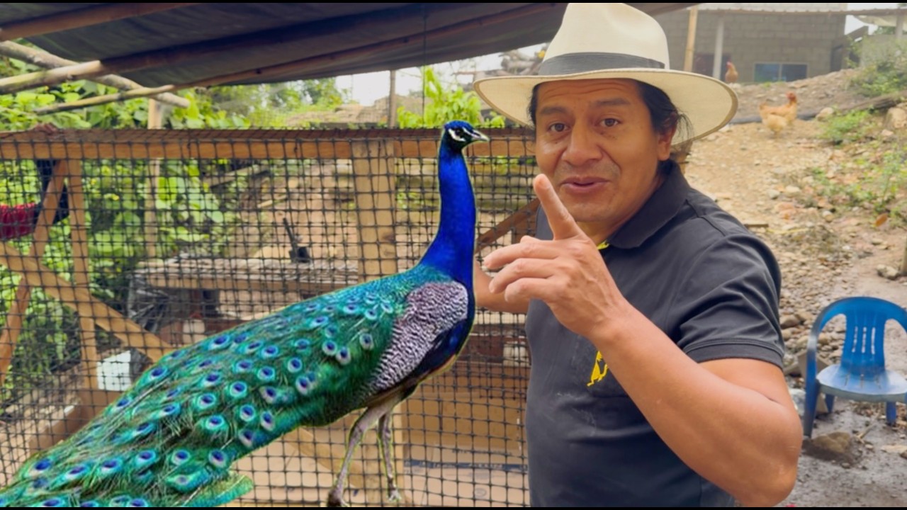 EL PAVO REAL CRECIÓ y Le Hicimos una nueva casa | Juanito el curioso.