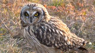 Asio Flammeus Short-Eared Owl 3. Alarming Calls Of Owlets In The Nest