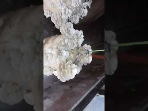 Bhupesh Sarma Ph 9365850108 - YouTube