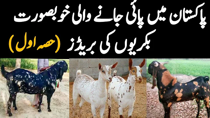 30 Beautiful Goat Breeds of Pakistan (Part 1) - Famous Goat Breeds for Meat at Eid ul Azha