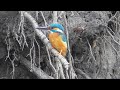 Зимородок ( Alcedo atthis )