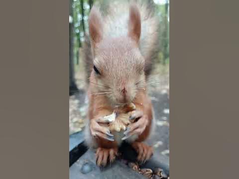 Старая белка ест орешек / An old squirrel eats a nut - YouTube