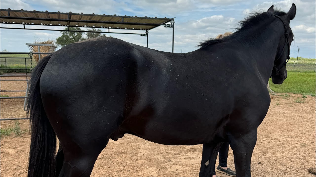 Team Roping Head Horse For Sale - YouTube