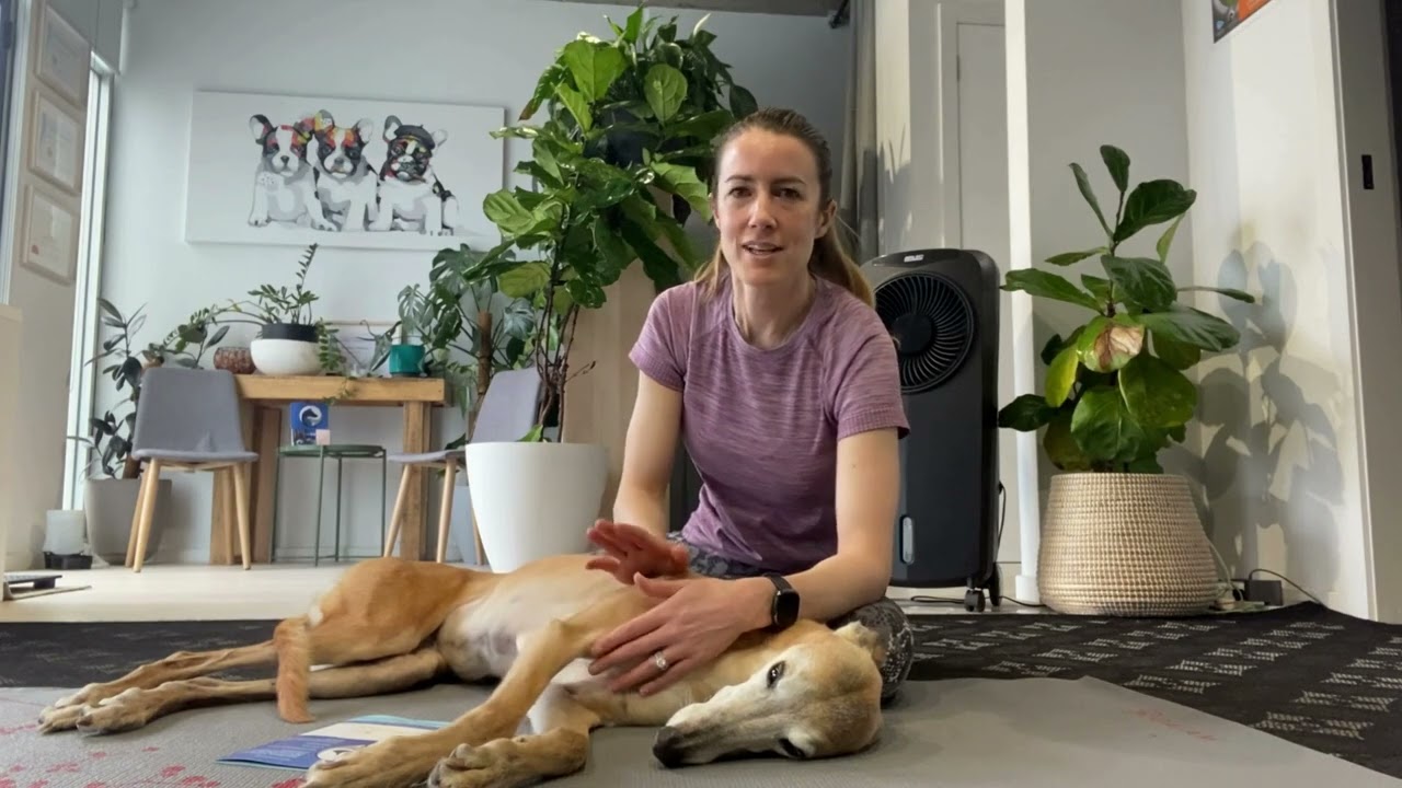 How to test for conscious proprioception in dogs using the paper slide test