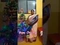 #merrychristmas #happy Christmas 🌲 #trending #shortsfeed #viral #💐💐