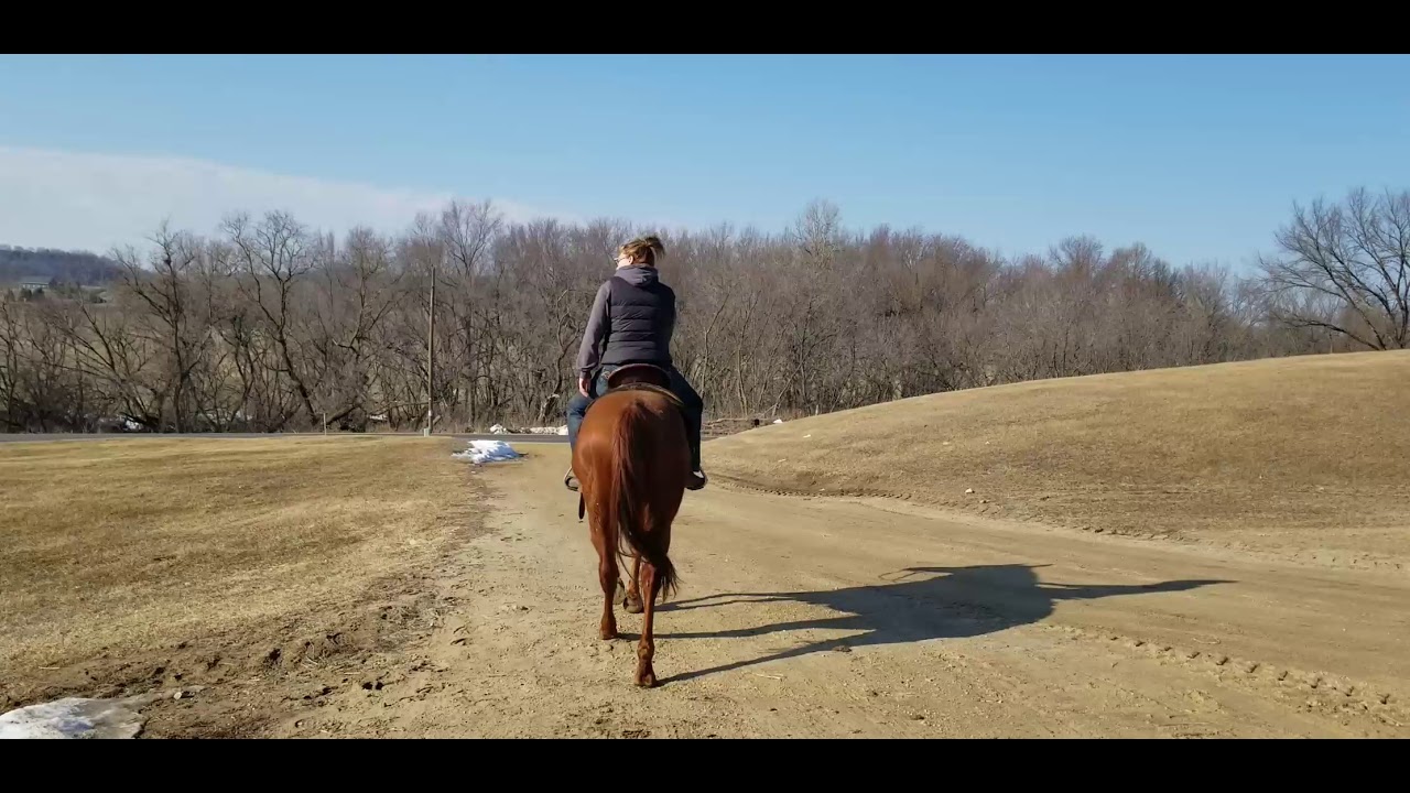 CopperHermansonKist Horse Sale Spring 2021 YouTube