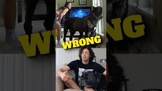 The Cane Corso Trait I Got Wrong
