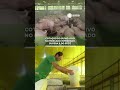 Cotação do suíno vivono mercado integrado supera a do spot. 📲 #RecordNews #Notícias #Shorts