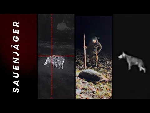 Wolf and the Boar | BOAR JACK
